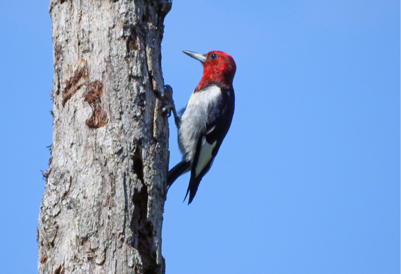 Red-headed Woodpecker by Ventures Birding